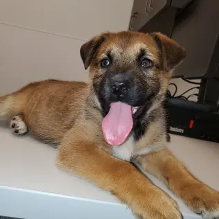 Charlotte (Pup 3 PINK)