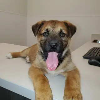 Charlotte (Pup 3 PINK)