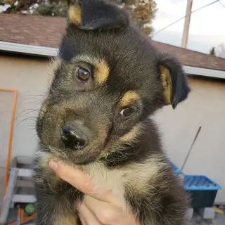 Kingston (Pup 6 LIME GREEN)