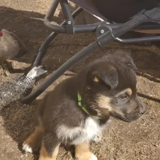 Kingston (Pup 6 LIME GREEN)
