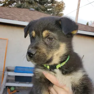 Kingston (Pup 6 LIME GREEN)