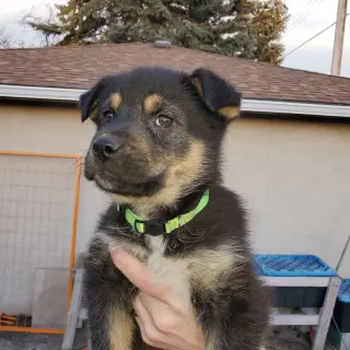 Kingston (Pup 6 LIME GREEN)