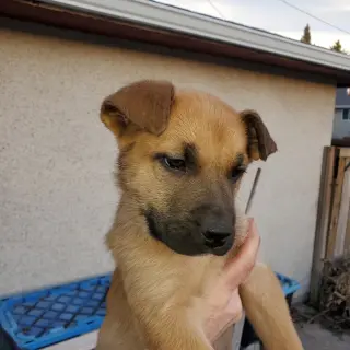 Pup 7 LIGHT BLUE