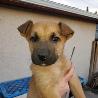 Pup 7 LIGHT BLUE