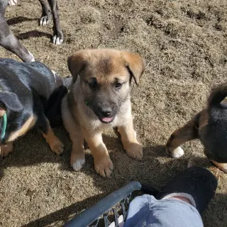 Cleo (Pup 1 GREEN)