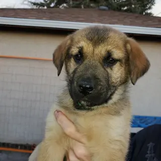 Cleo (Pup 1 GREEN)