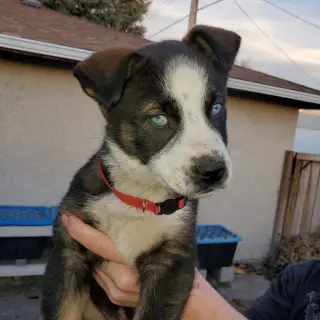 Nova (Pup 4 RED)