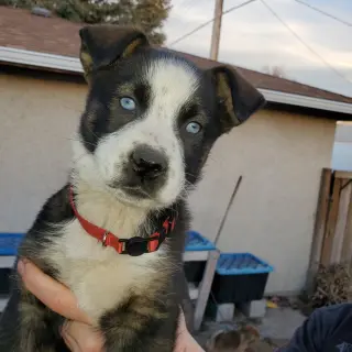 Nova (Pup 4 RED)