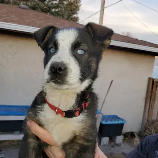Nova (Pup 4 RED)