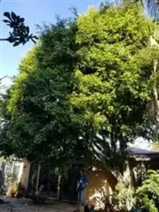 Zapatas Trimming