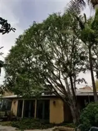 Zapatas Trimming