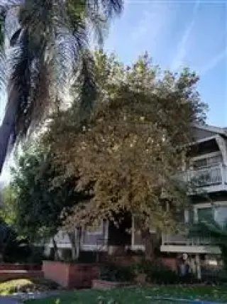 Zapatas Trimming