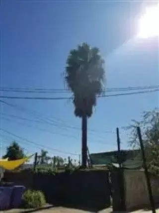 Zapatas Trimming