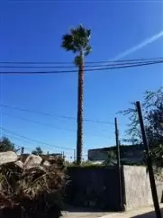 Zapatas Trimming