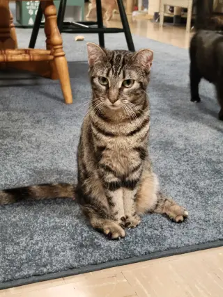 Jemima and Jellyorum Bonded sisters Special Needs