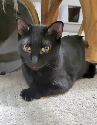 Jemima and Jellyorum Bonded sisters Special Needs