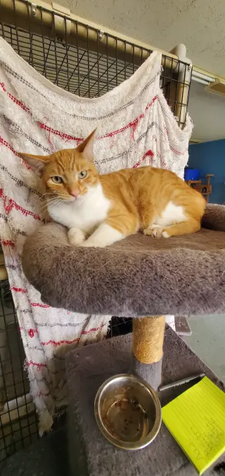 Thor