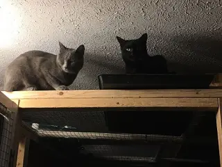 Max bonded with Nicky