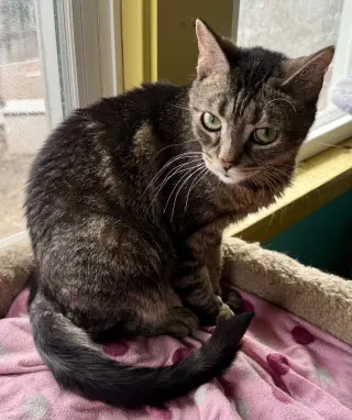 Bellini aka Belle
