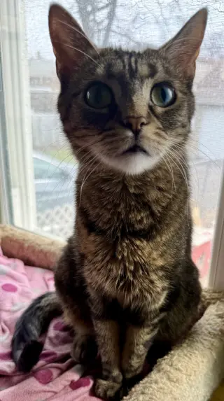 Bellini aka Belle