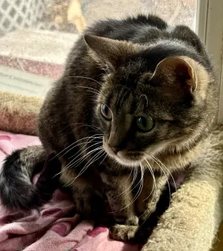 Bellini aka Belle