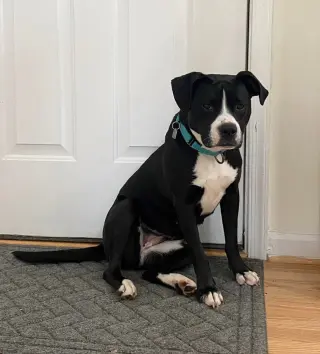 Harper