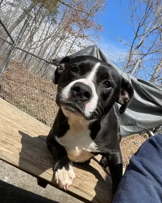 Harper