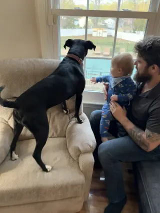 Harper