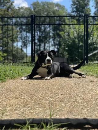 Harper