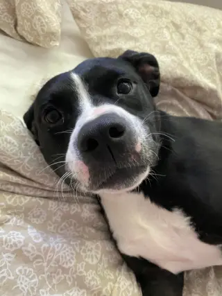 Harper