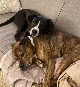 Harper