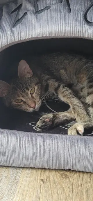 Ina