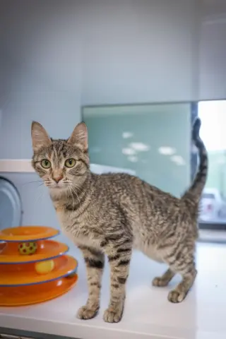 Ina
