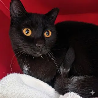 Joan (Barn Cat)