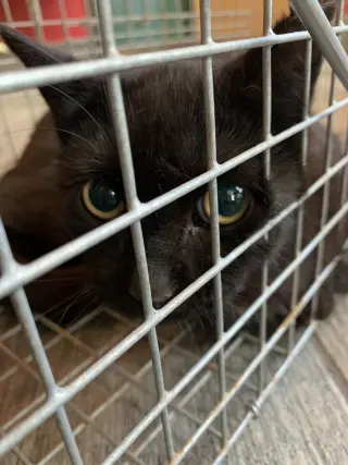 Joan (Barn Cat)