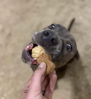Rigby