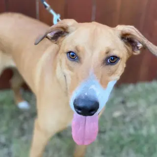 Cooper