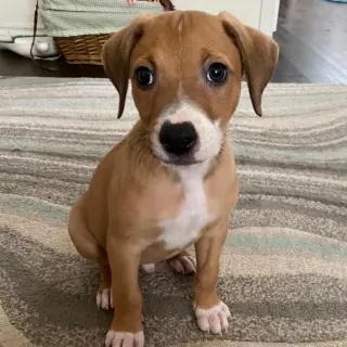 Cooper