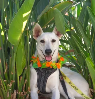 Gracie Mae