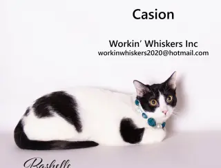CASION