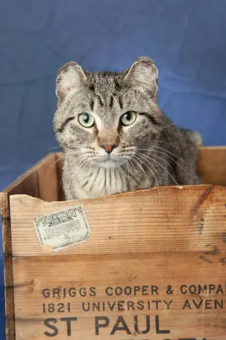 Barnabas