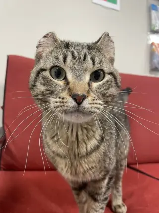 Barnabas