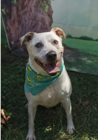 Sinatra