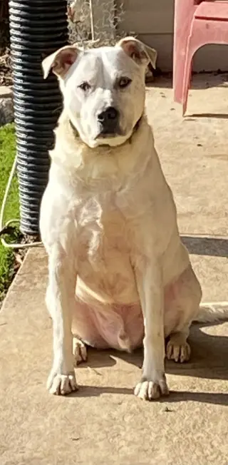 Sinatra