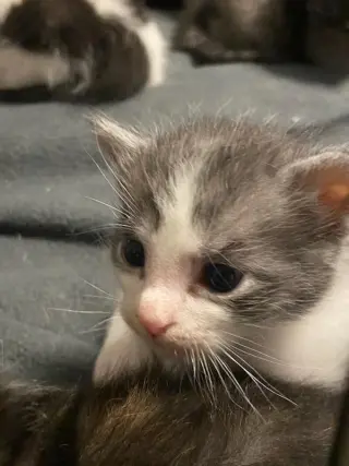 Dusty