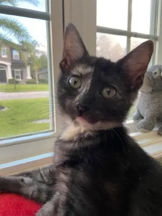 Izzy