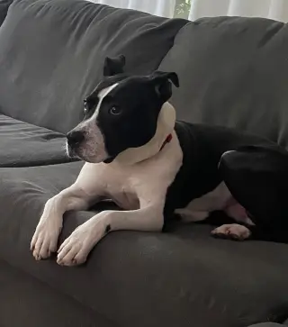 Kane