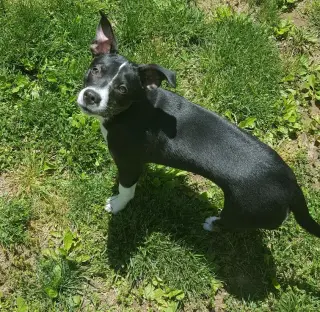 Trixie