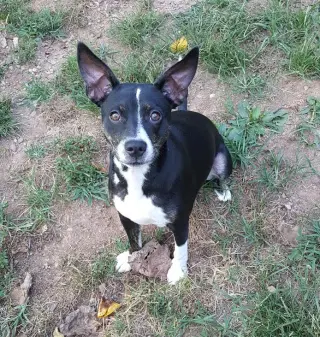 Trixie