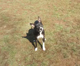 Trixie